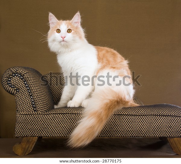 Young Norwegian Forest Cat Cream White Stock Photo 28770175 | Shutterstock