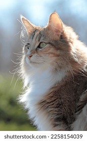 Young norwegian forest cat female in sunshine