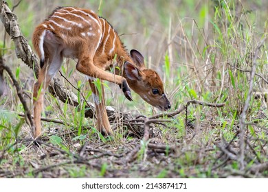 young nyala in the bush in south africa
