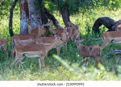 Young Nyala in an Impala herd
