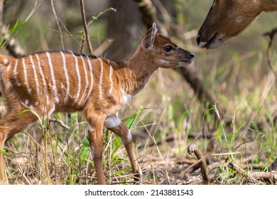 young nyala with mom in african bush
