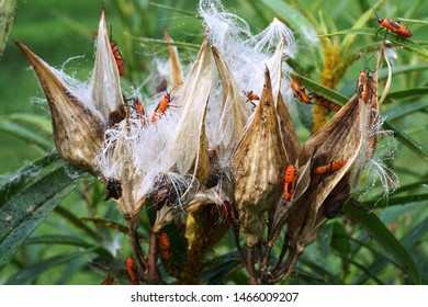 Young Nymph Boxelder Bugs Infesting a Plant in a Garden.                                