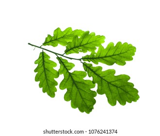 Young Oak Tree Images, Stock Photos & Vectors | Shutterstock