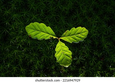 A Young Oak Tree Growing In A Forest Moss