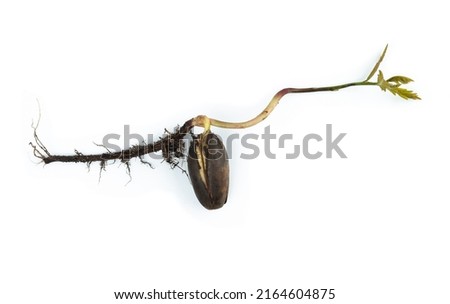 A young oak tree grows from an acorn. Sprouted acorn. On a white background.