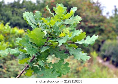 A Young Oak Tree Grows In Nature