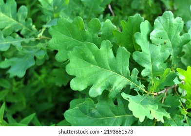 A Young Oak Tree Grows In Nature