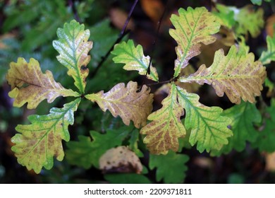 Young Oak Tree In The Rainy Forest