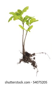 Young Oak Tree With Roots Isolated On White.