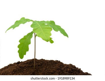 Young Oak Tree Seedling Growing In Compost On A White Isolated Background  With A Concept Of New Beginnings 