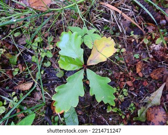 Young Oak Tree Sprung From An Acorn