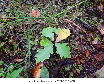 Young Oak Tree Sprung From An Acorn