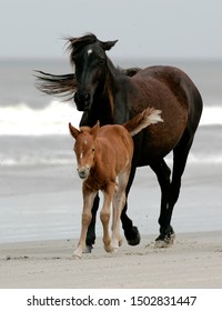 Young OBX Mustang Foal Charges The Camera On A Windy Beach, Playing Tough, While Mom Watches; Background Surf.