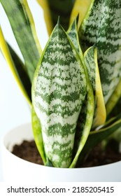 Young Offspring Sansevieria Trifasciata Laurentii, Snake Plant In White Plastic Pot Close Up. Succulent, House Plant. Vertical. Selective Focus