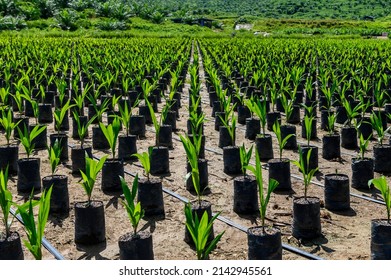 Young oil Palm tree in nursery