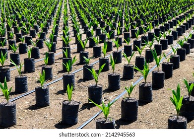 Young oil Palm tree in nursery