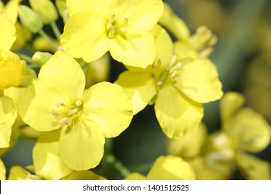 Young oilseed flower , flowering rapeseed, yellow canola field , rapeseed blossom in latin brassica napus