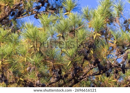 Young and old cones of Eastern White Pine (Pinus strobus)