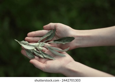 Young olive branch in children's hands - Powered by Shutterstock