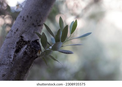 a young olive branch sprouts from the tree trunk - Shutterstock ID 2308935575