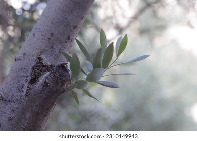 a young olive branch sprouts from the tree trunk - Shutterstock ID 2310149943