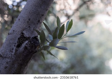 a young olive branch sprouts from the tree trunk - Shutterstock ID 2310618761