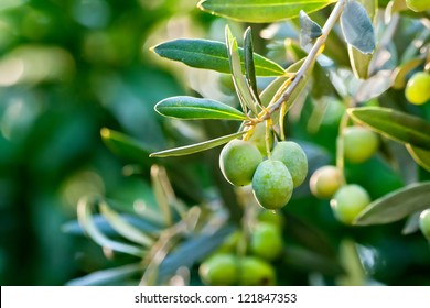 Young Olive On A Branch - Shutterstock ID 121847353