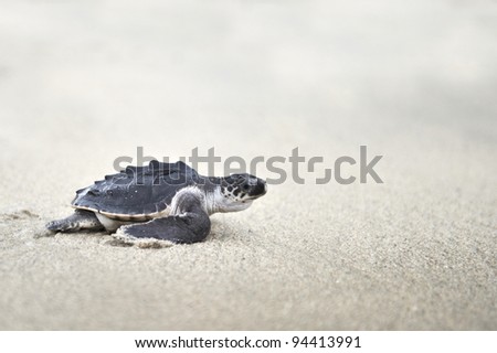Young Olive ridley sea turtle (Lepidochelys olivacea)