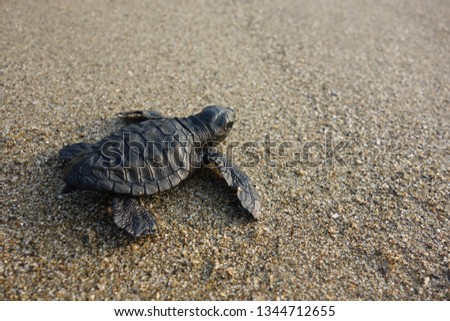 Young Olive Ridley Turtle Hatchling