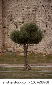 Young olive tree