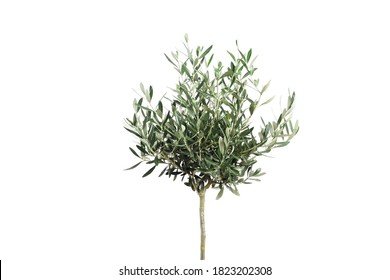  young olive tree on light background. Space for text - Shutterstock ID 1823202308