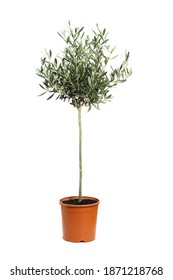  Young Olive Tree On Light Background. Space For Text