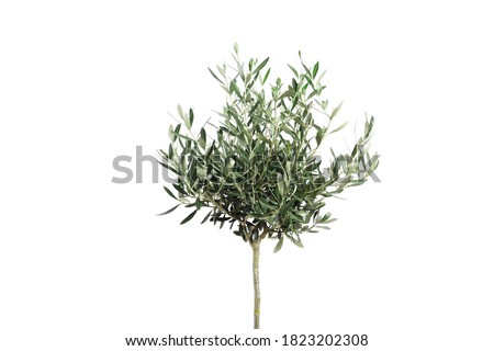  young olive tree on light background. Space for text