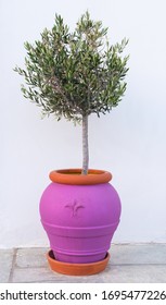 young olive tree in pink vase a long white wall of mediterrian house
