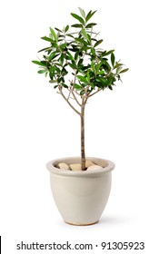Young olive tree in stylish ceramic pot isolated on white background