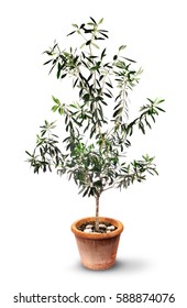 Young Olive Tree In Terracotta Pot Isolated On White