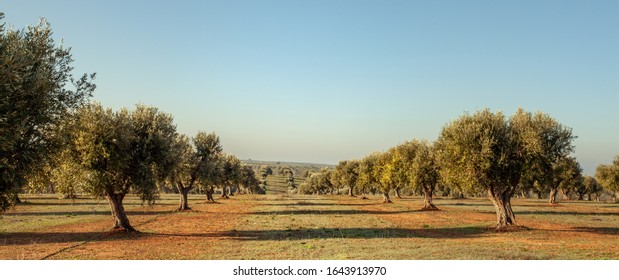 Young Olive Trees Grove In Alentejo Portugal Food Agriculture