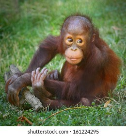 Young One Of The Bornean Orangutan (Pongo Pygmaeus). 