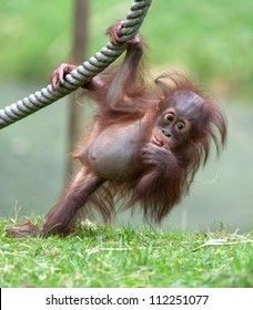 young orang utan