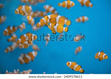 Young orange clownfish or Amphiprion percula swim in blue water at aquarium