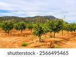 Young orange trees in a farmer