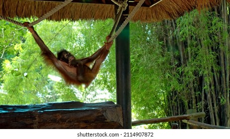 The young orangutan climbed into the gazebo and swings on the ropes hanging on them