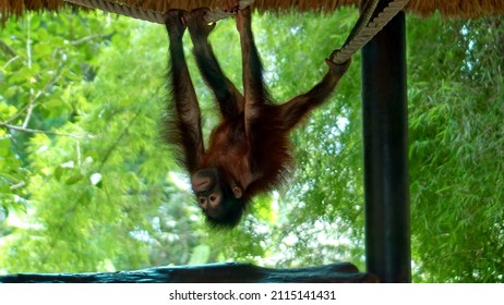 The young orangutan climbed into the gazebo and swings on the ropes hanging on them