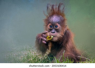 a young orangutan eating a leaf