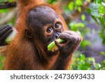 Young orangutan eating a slice of fruit in a lush green environment. Orangutans are highly intelligent primates native to the rainforests of Borneo and Sumatra.