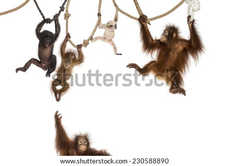 Young Orangutan, young Pileated Gibbon and young Bonobo hanging on ropes against white background