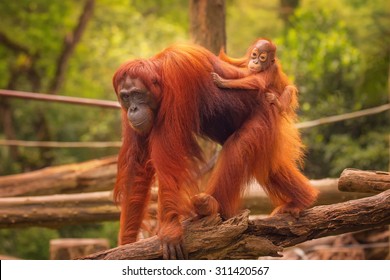 Young orangutan is sleeping on its mother.