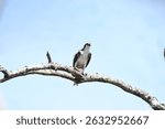 A young Osprey with a fish.