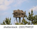 A young osprey that is peeking out of its nest on a nesting stand.