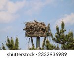 A young osprey that is peeking out of its nest on a nesting stand.
